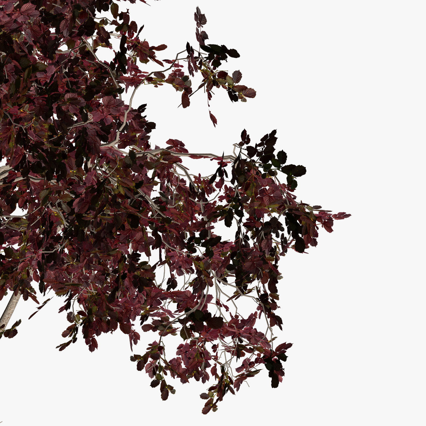 Tree Hazel red 01 3D model_5