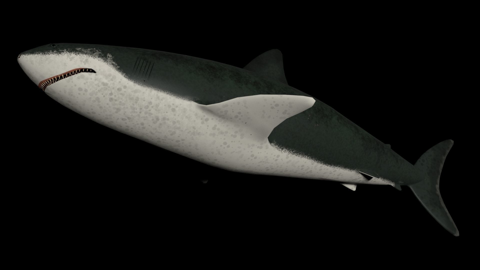 Shark PBR rigged 3D model_4