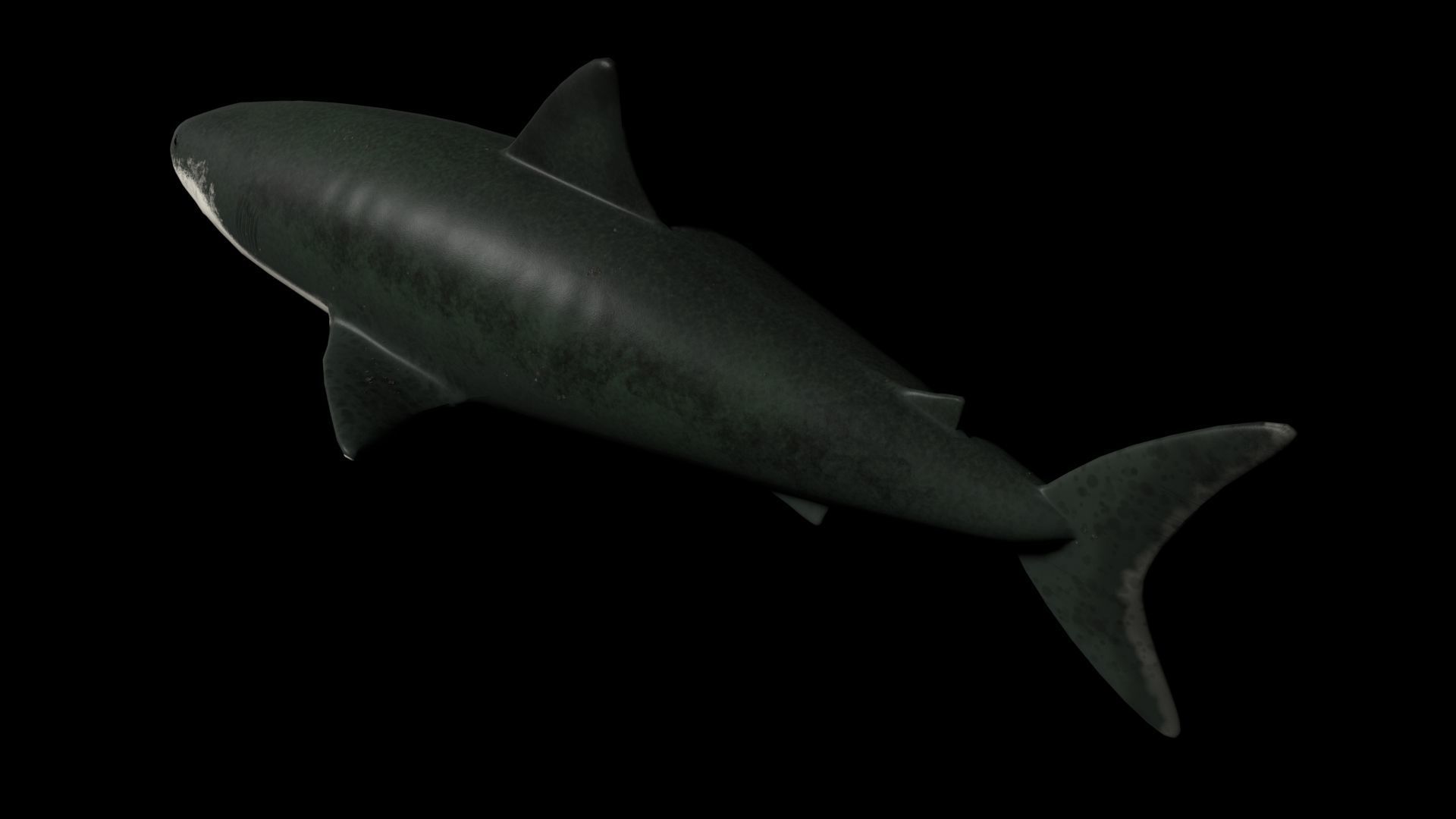 Shark PBR rigged 3D model_1