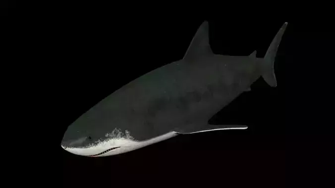 Shark PBR rigged 3D model