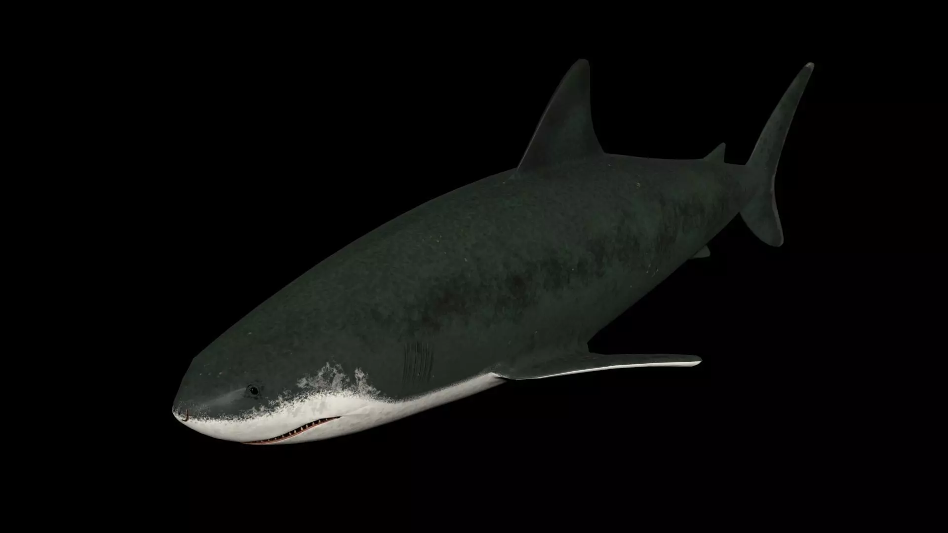 Shark PBR rigged 3D model_0