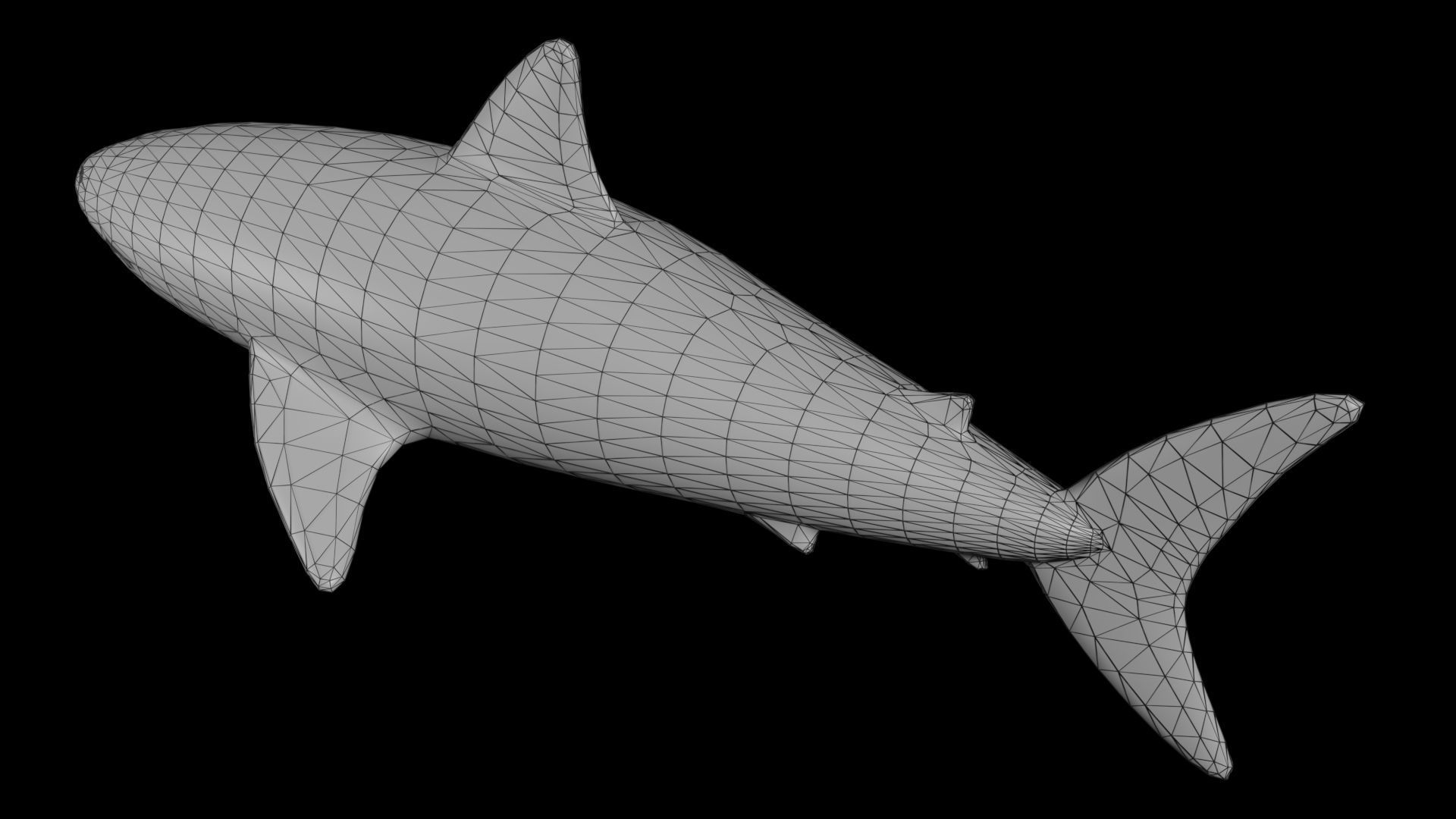 Shark PBR rigged 3D model_9