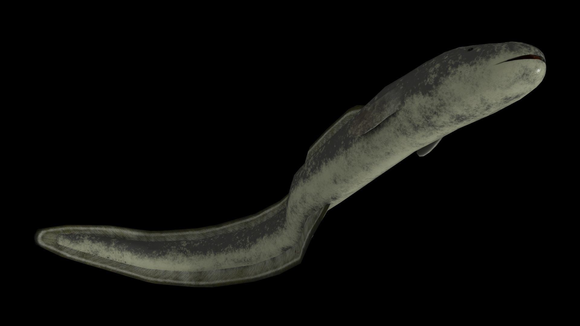 Eel PBR rigged 3D model_1