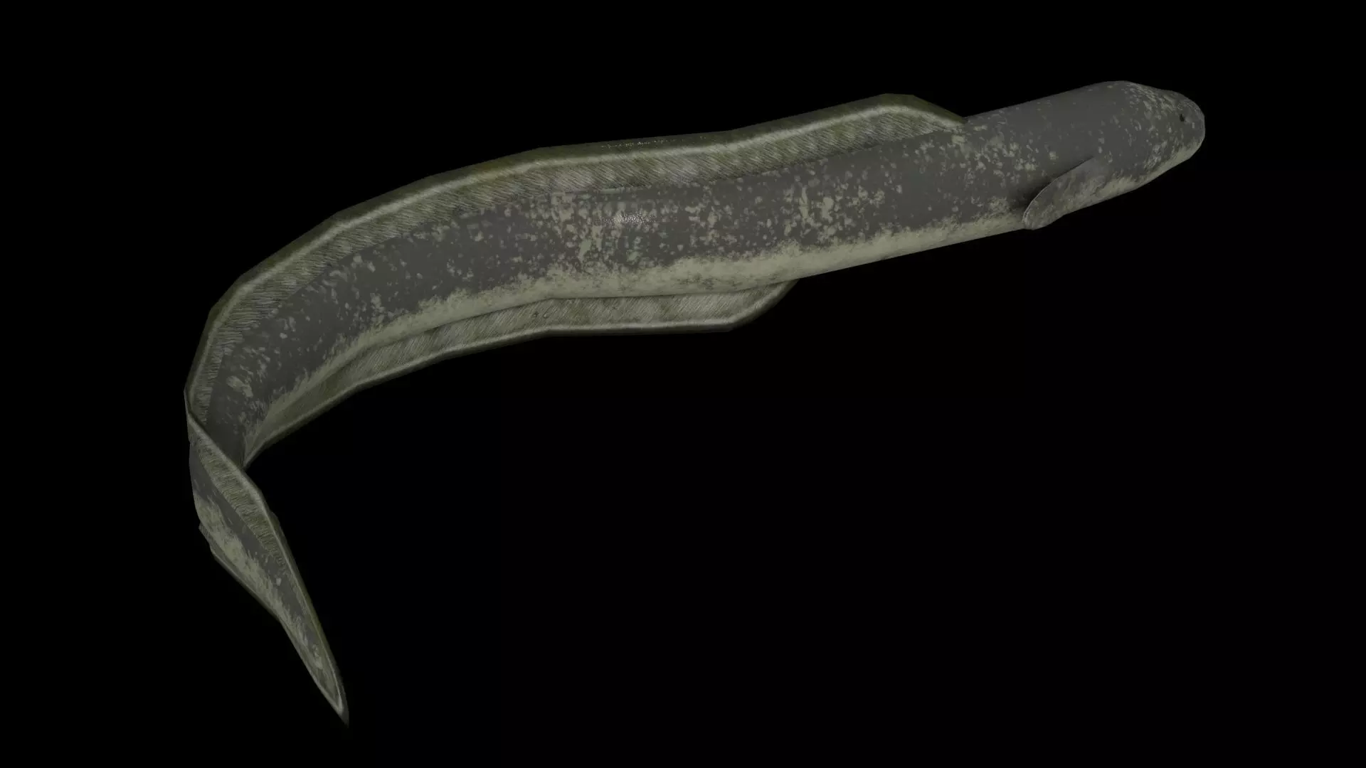 Eel PBR rigged 3D model_0