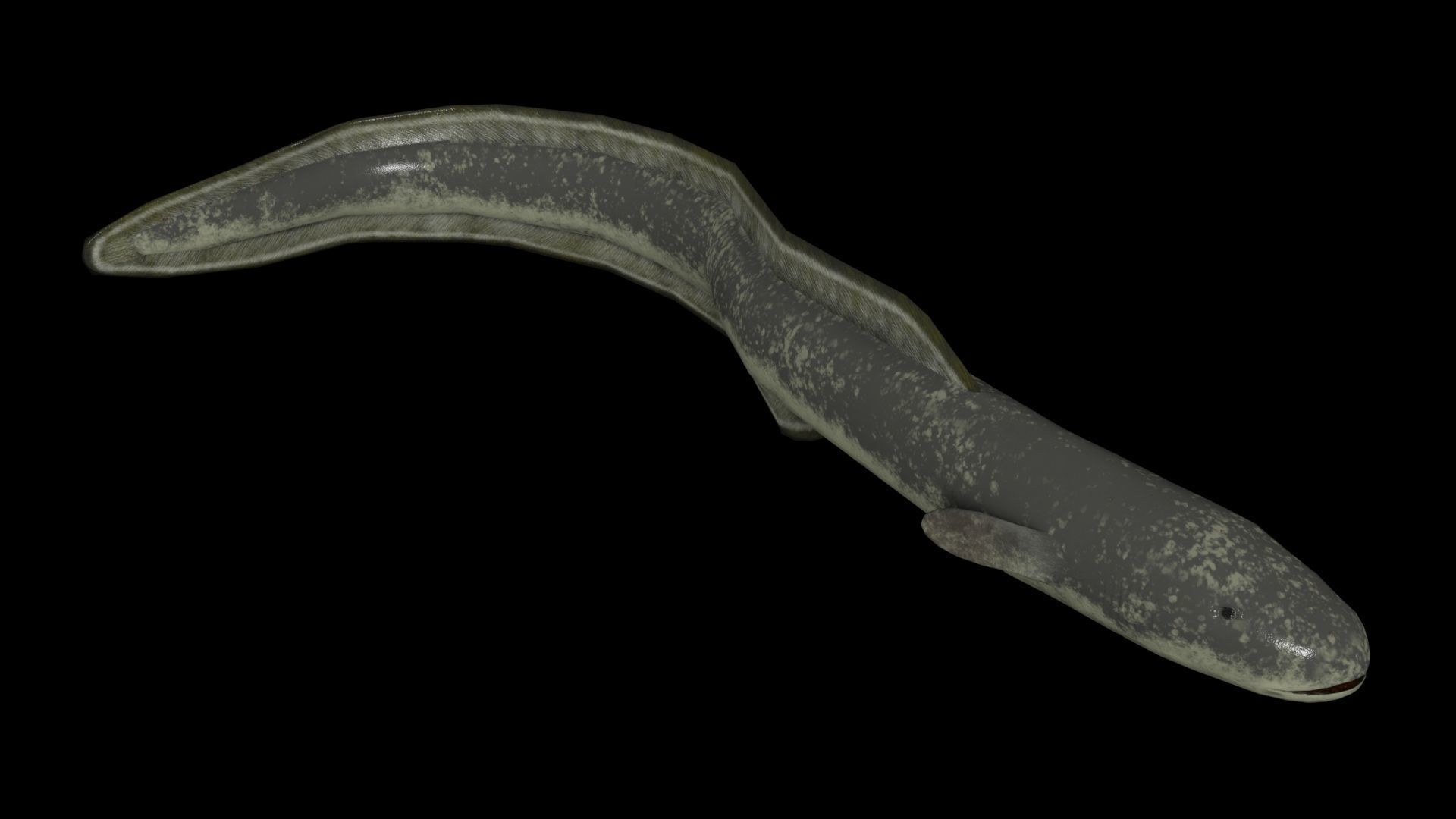 Eel PBR rigged 3D model_4