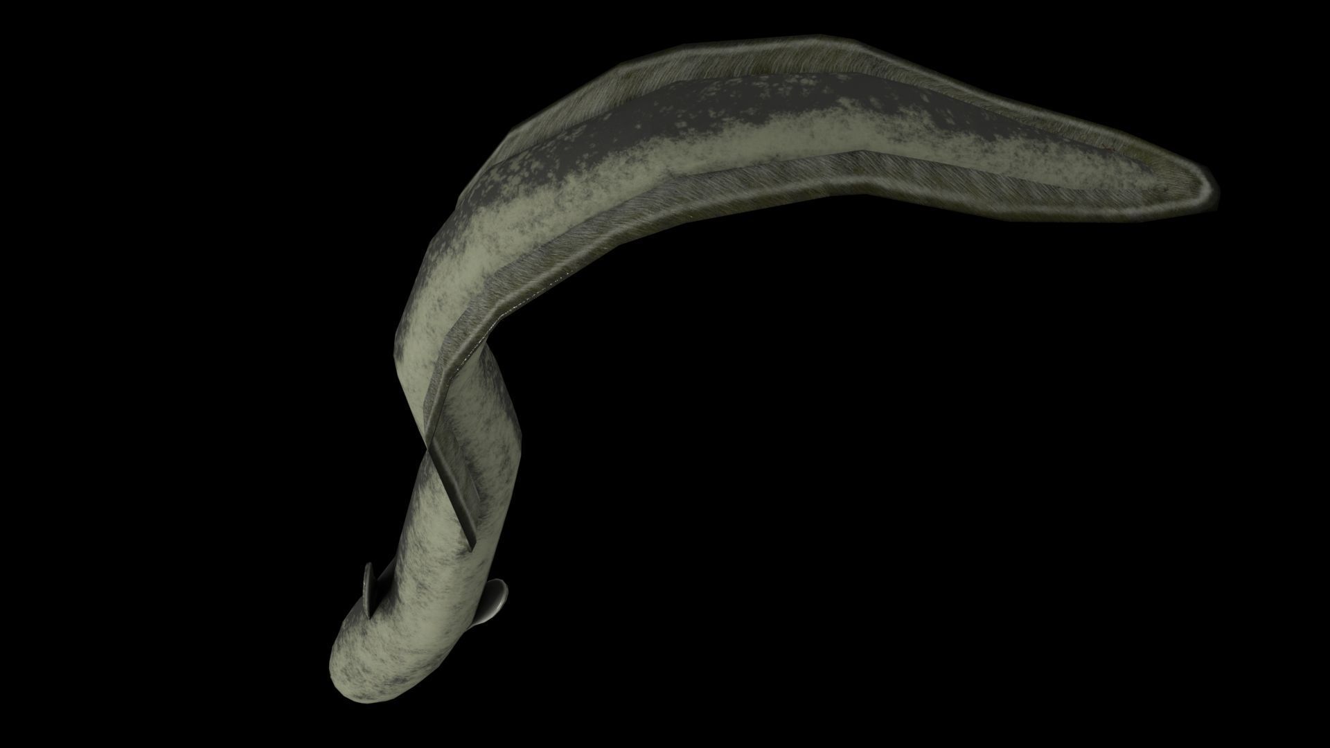 Eel PBR rigged 3D model_2