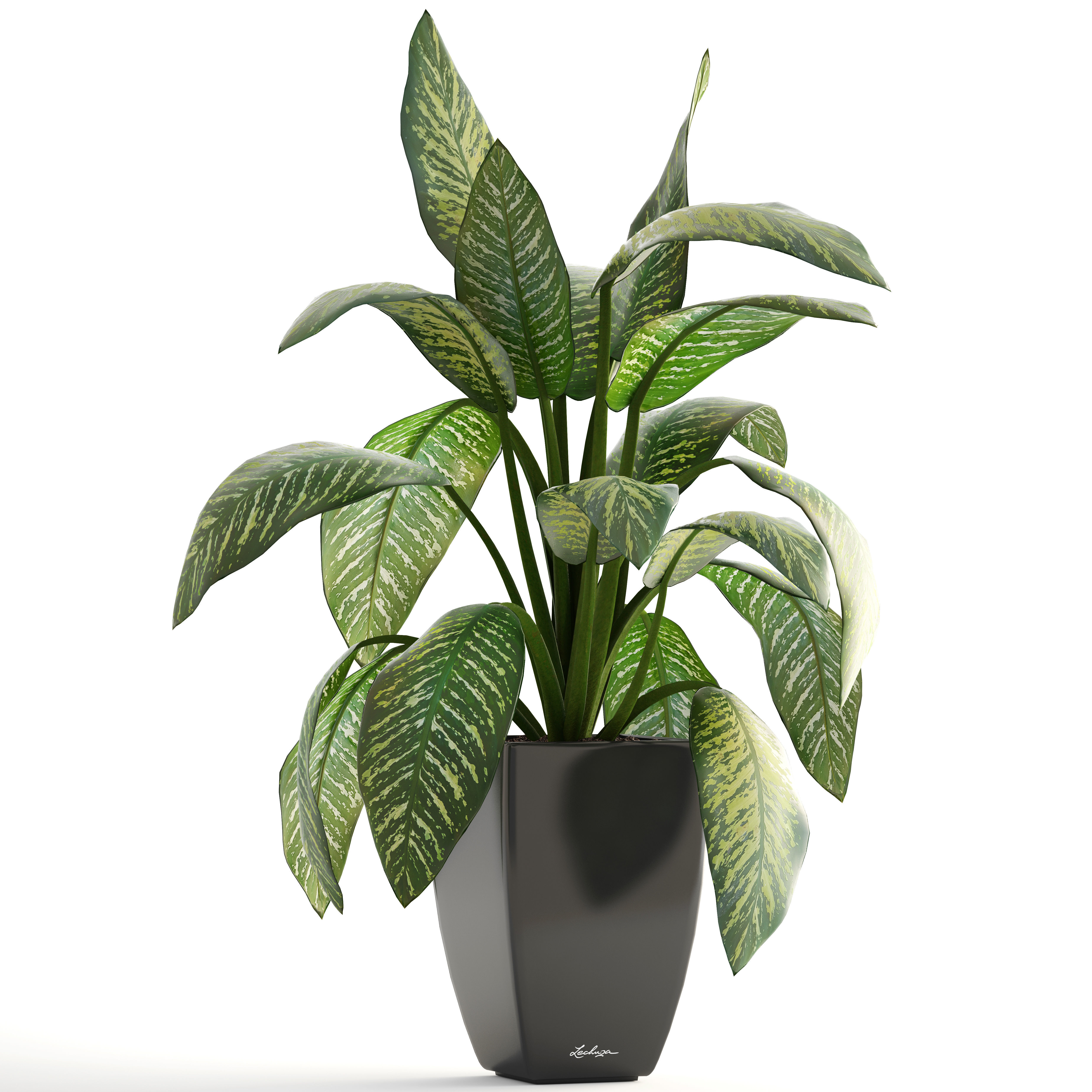 Dieffenbachia plant in pot 3D model_6