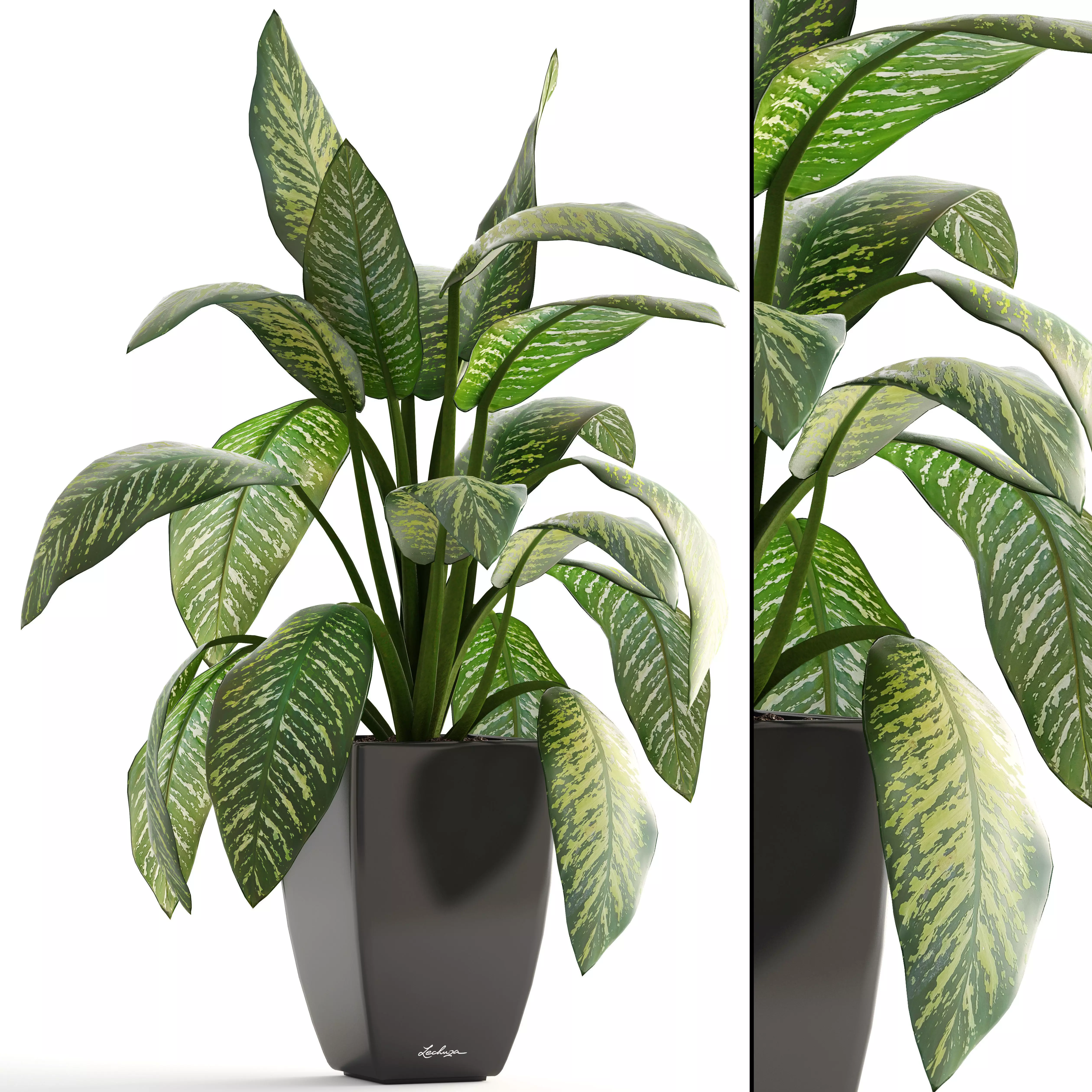 Dieffenbachia plant in pot 3D model_0