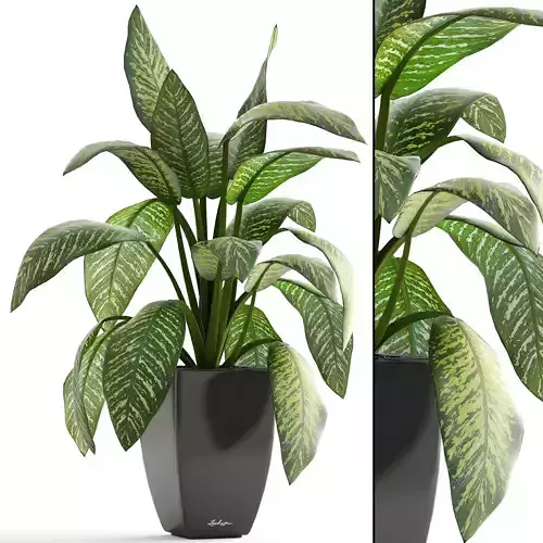 Dieffenbachia plant in pot 3D model