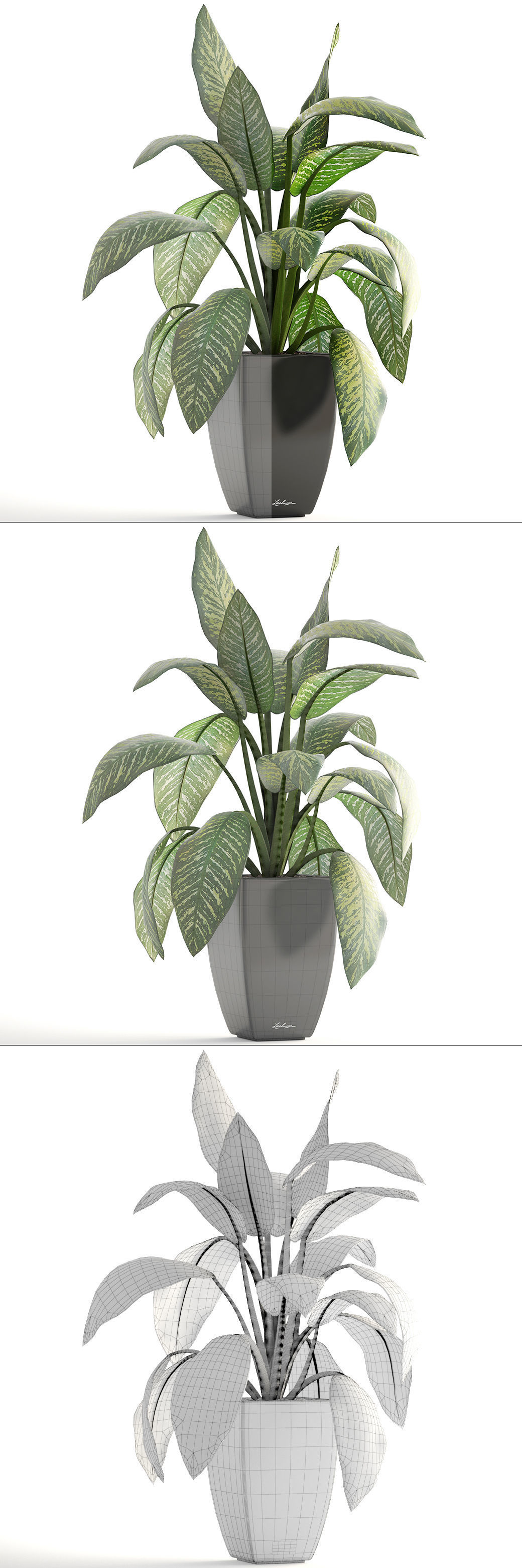 Dieffenbachia plant in pot 3D model_1