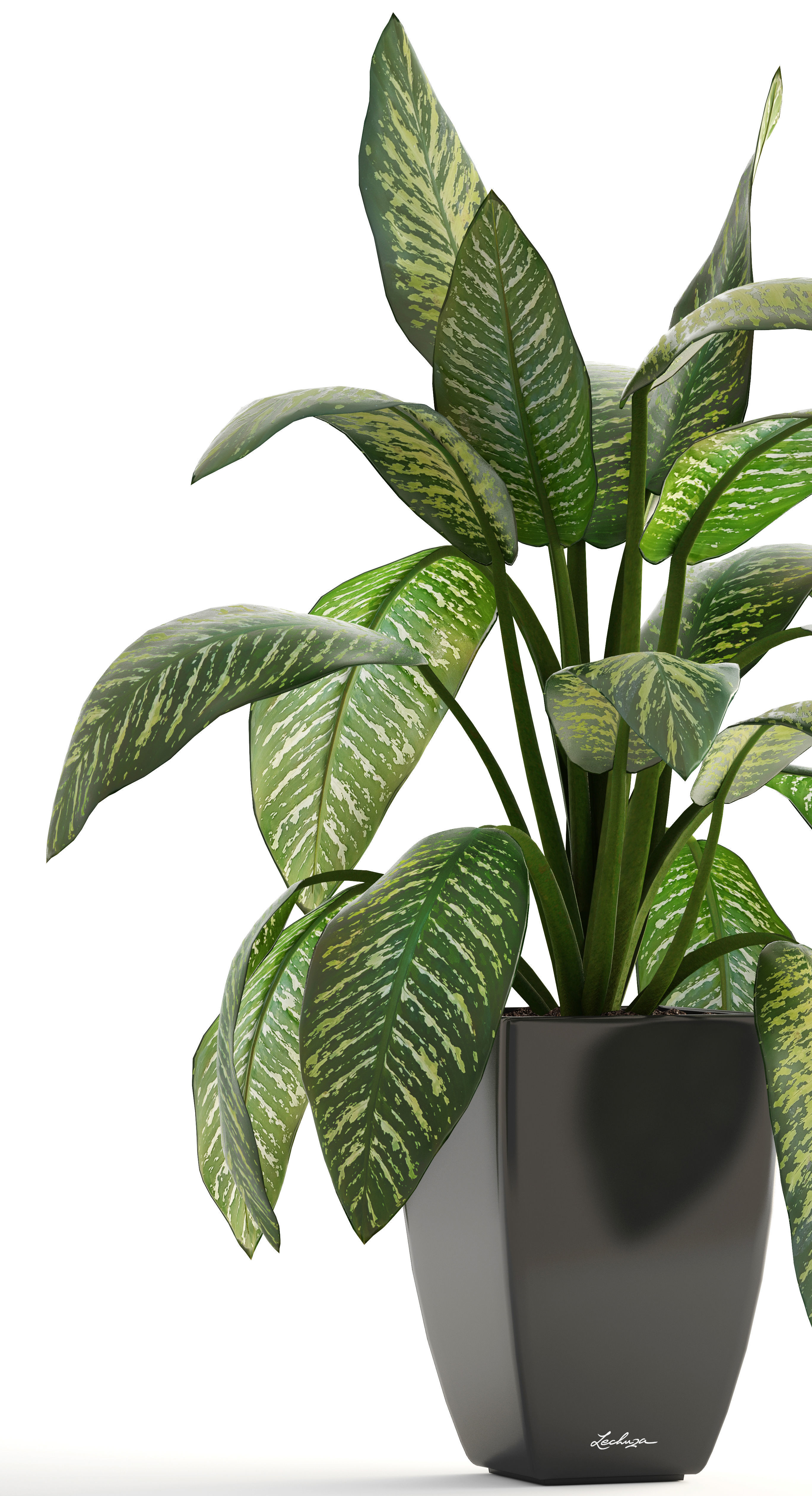 Dieffenbachia plant in pot 3D model_7