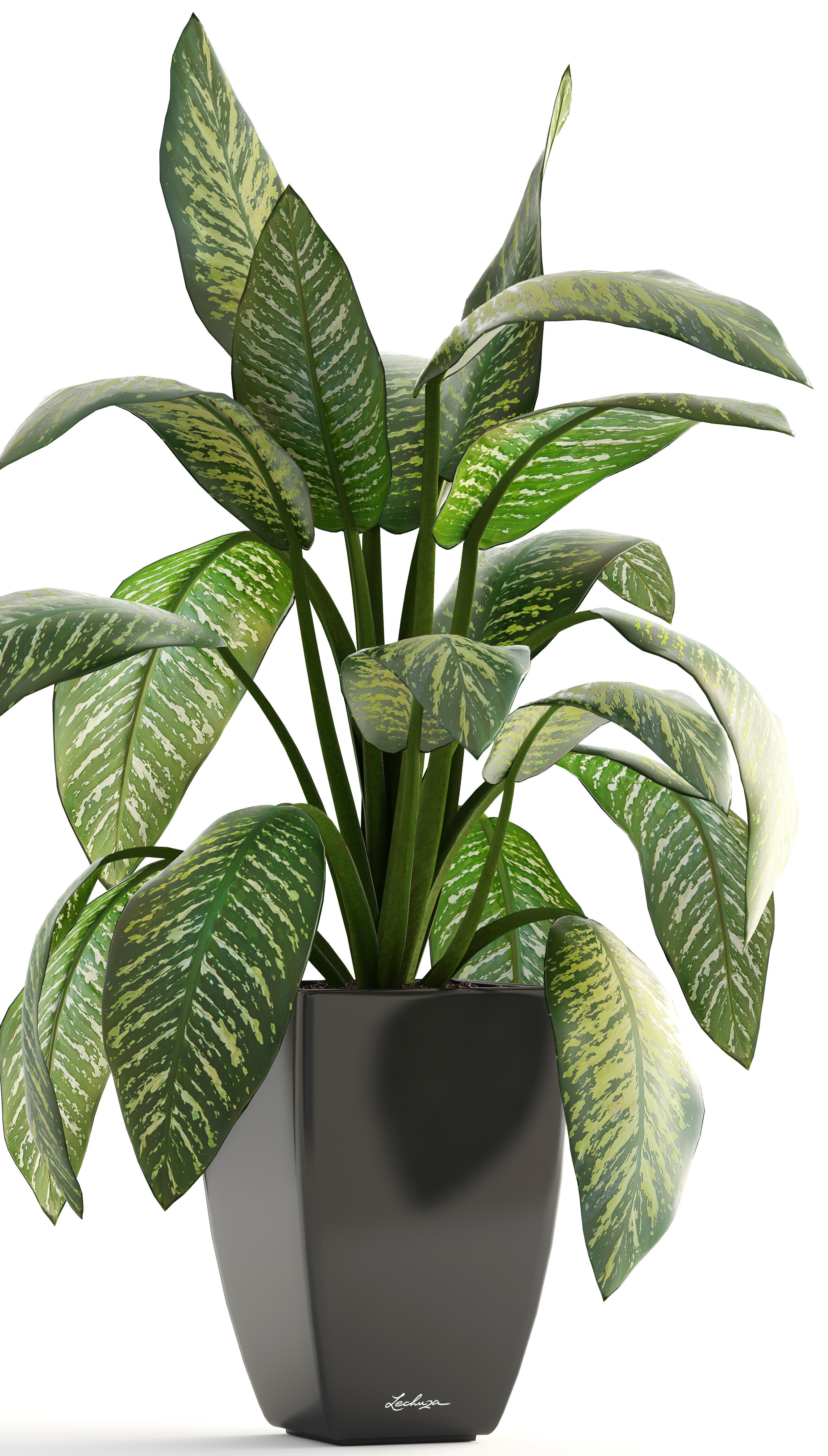 Dieffenbachia plant in pot 3D model_8