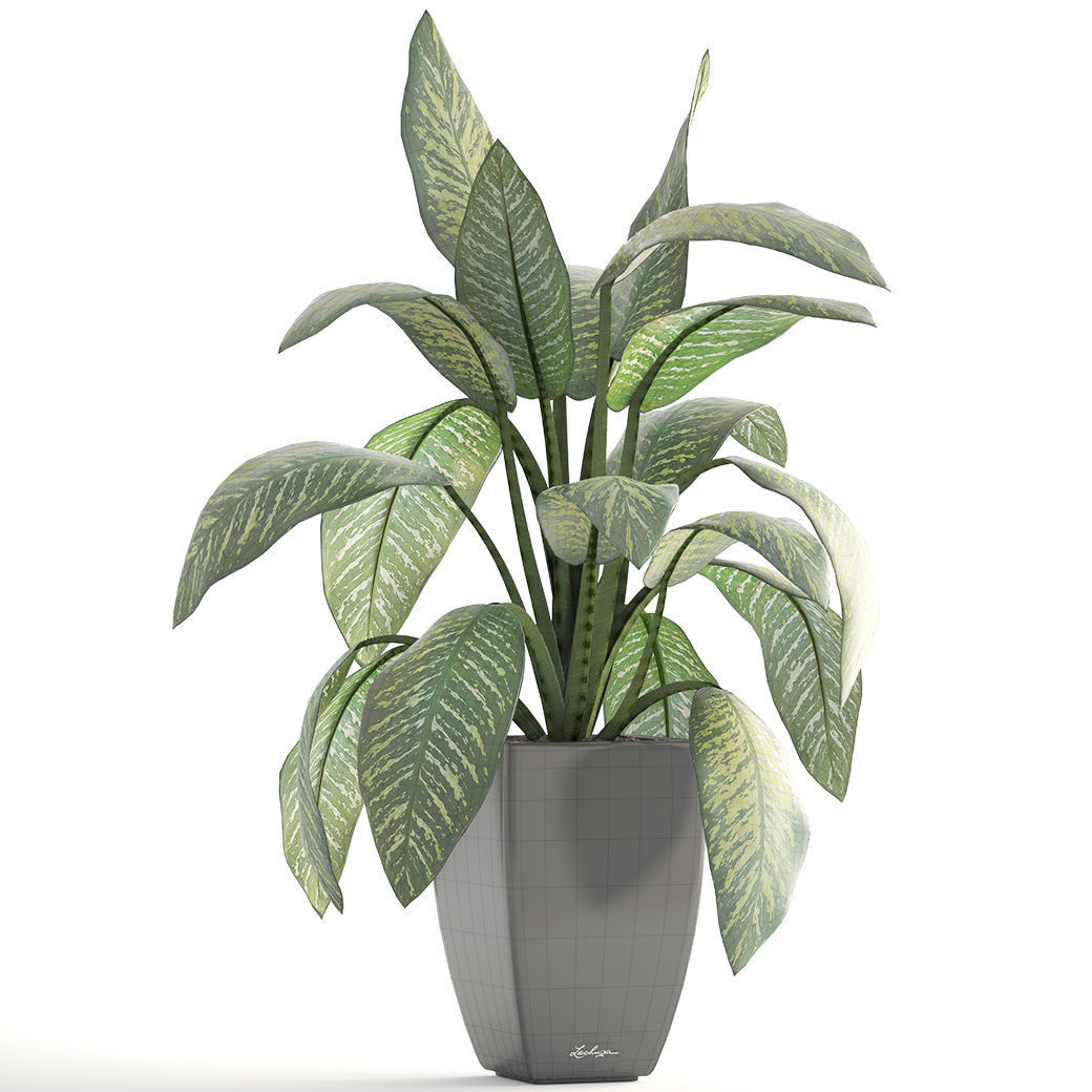 Dieffenbachia plant in pot 3D model_3