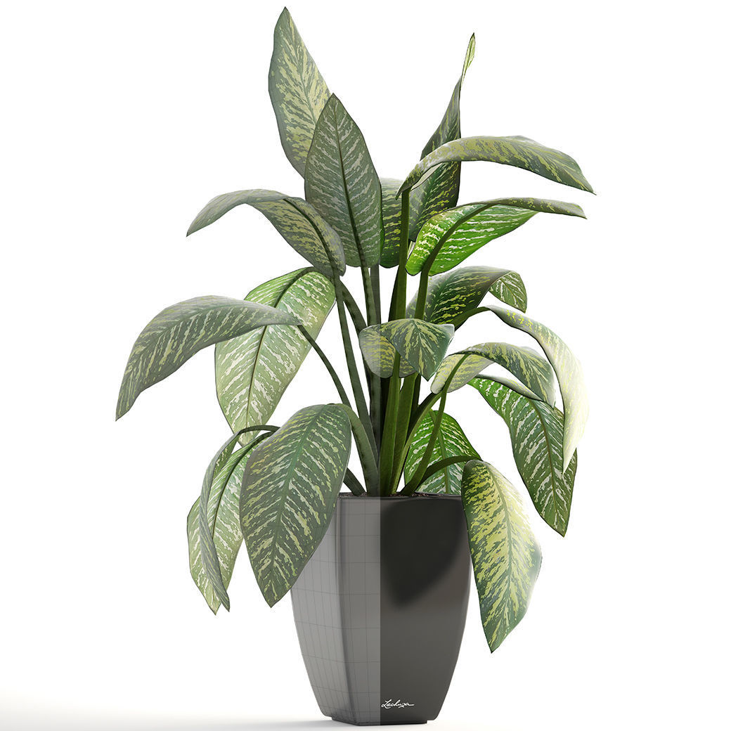 Dieffenbachia plant in pot 3D model_2