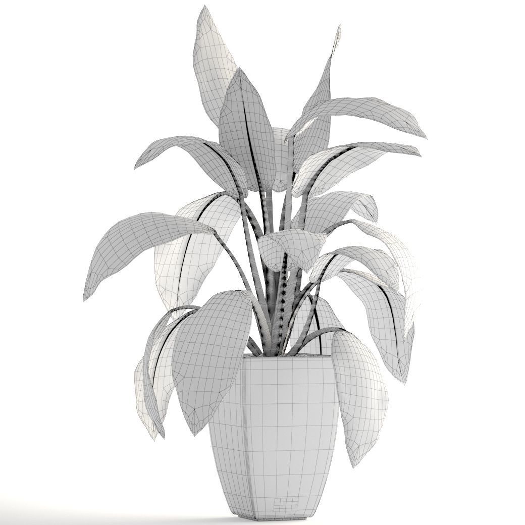 Dieffenbachia plant in pot 3D model_4