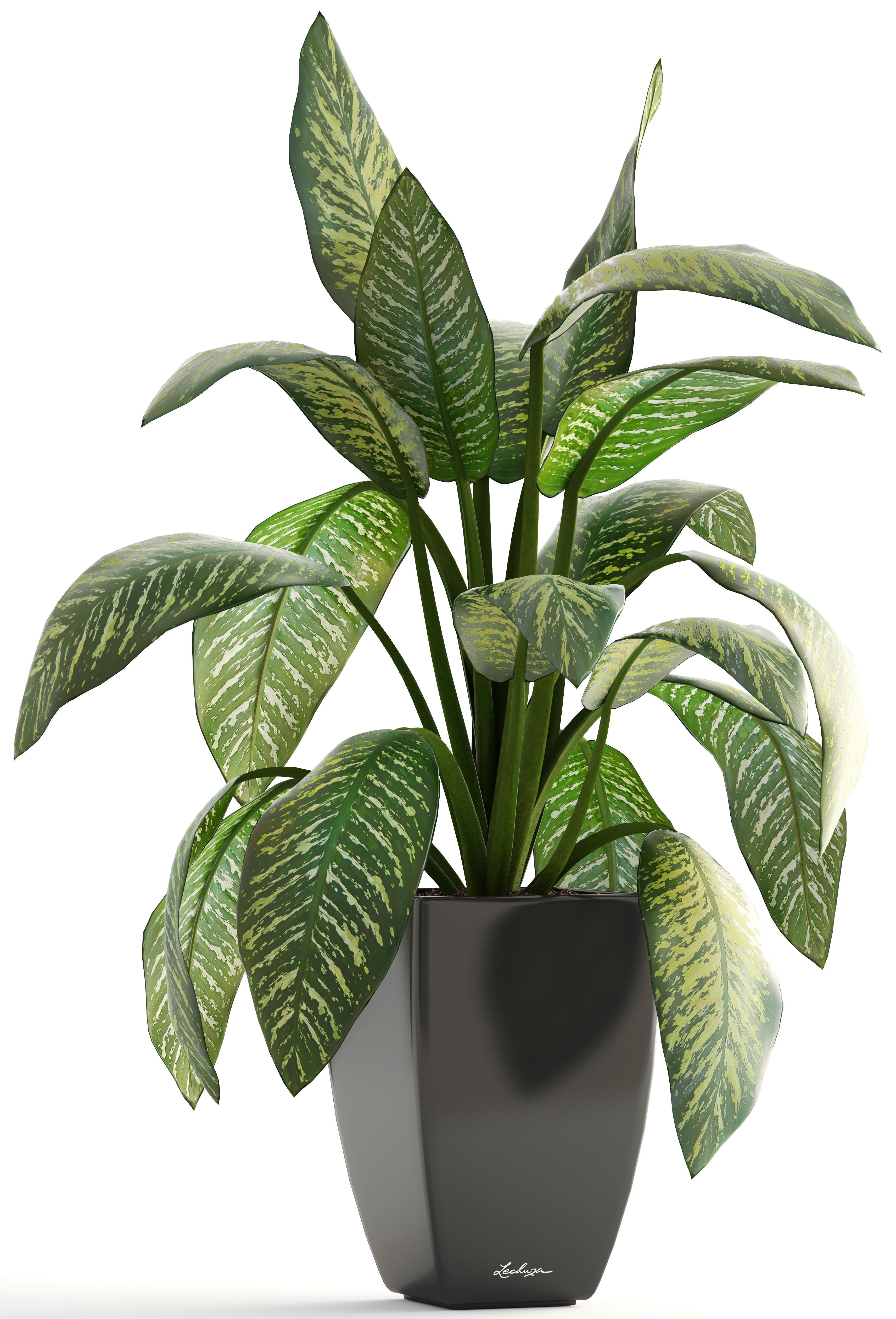 Dieffenbachia plant in pot 3D model_5
