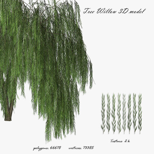 Willow tree 02 Low-poly 3D model