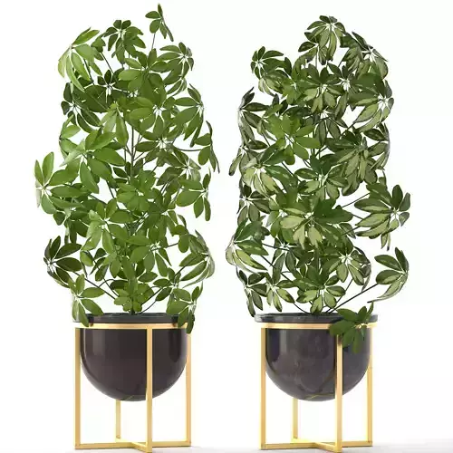 Schefflera arboricola