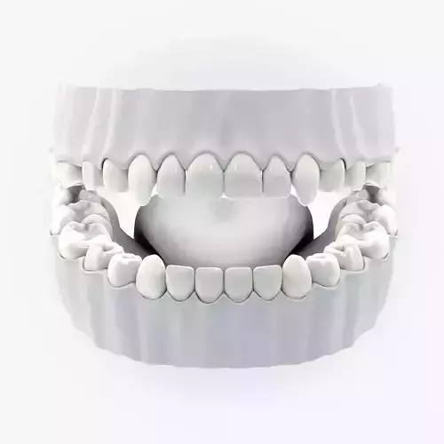 Teeth tongue without texture 3d model