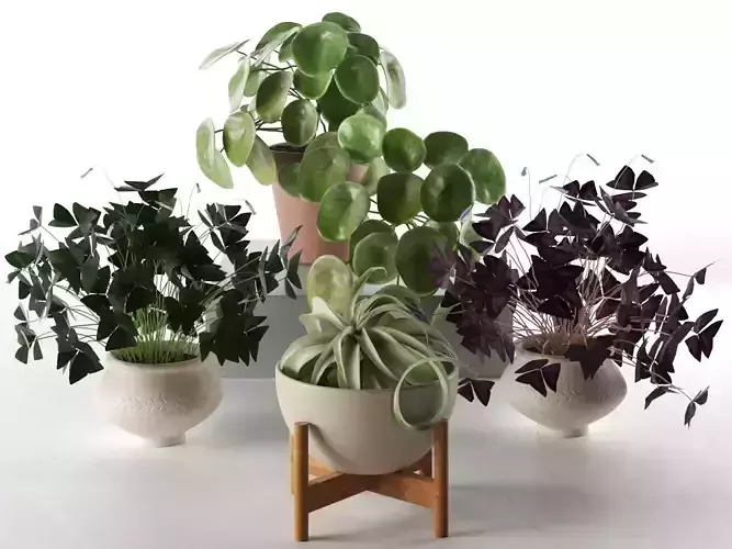 Pilea Oxalis and Tillandsia Plants in Pots 3D model