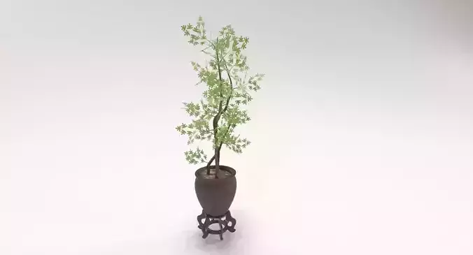 Decorative tree in a Pot