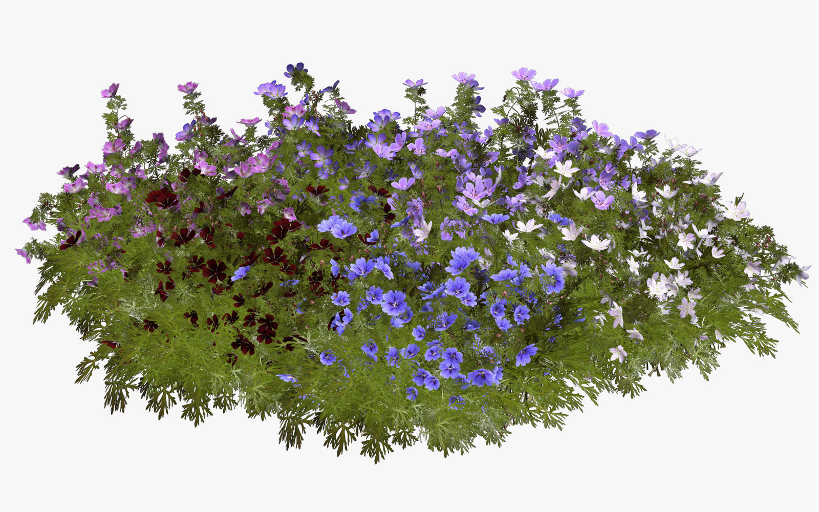 Geranium garden  3D model_15