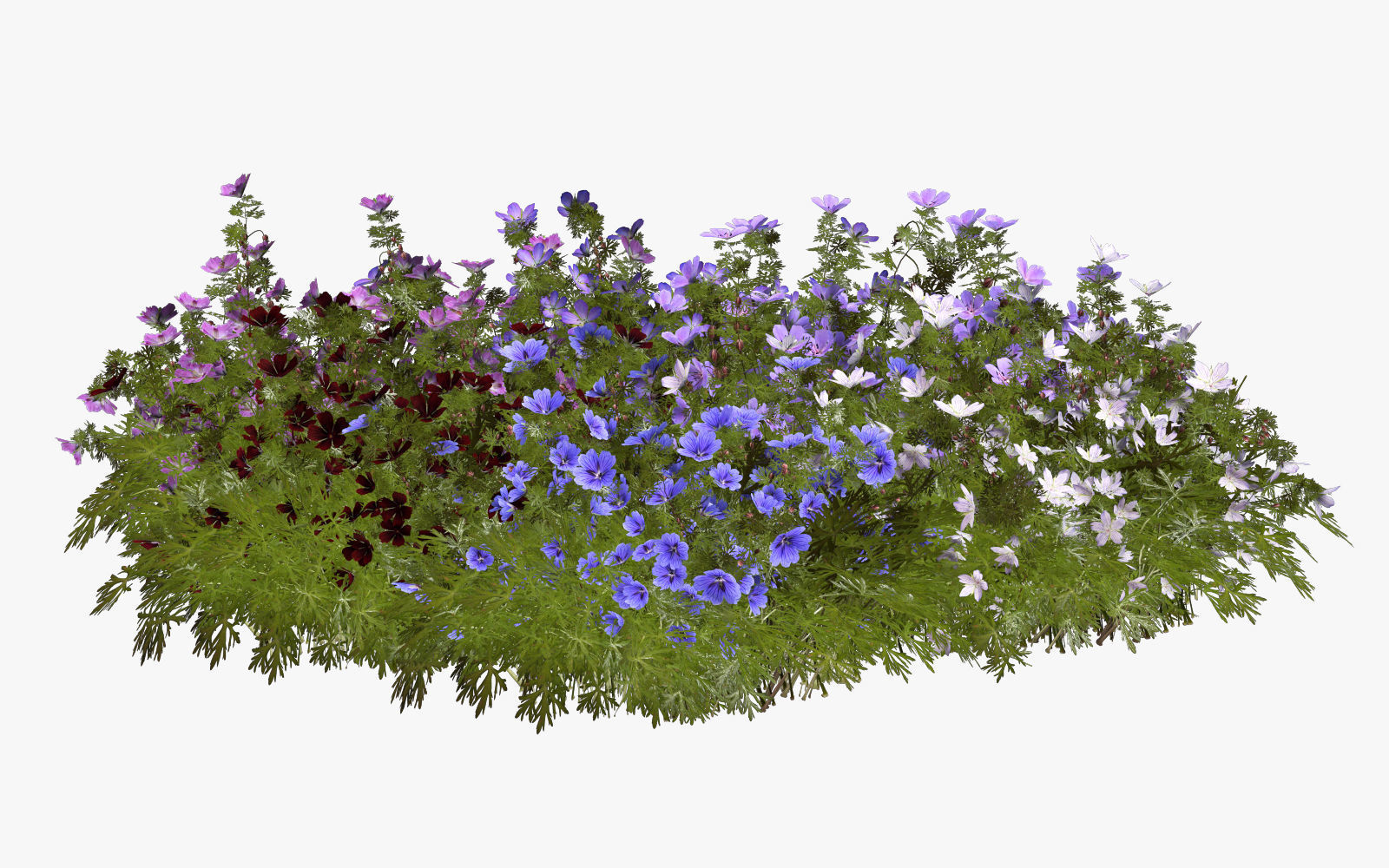 Geranium garden  3D model_14