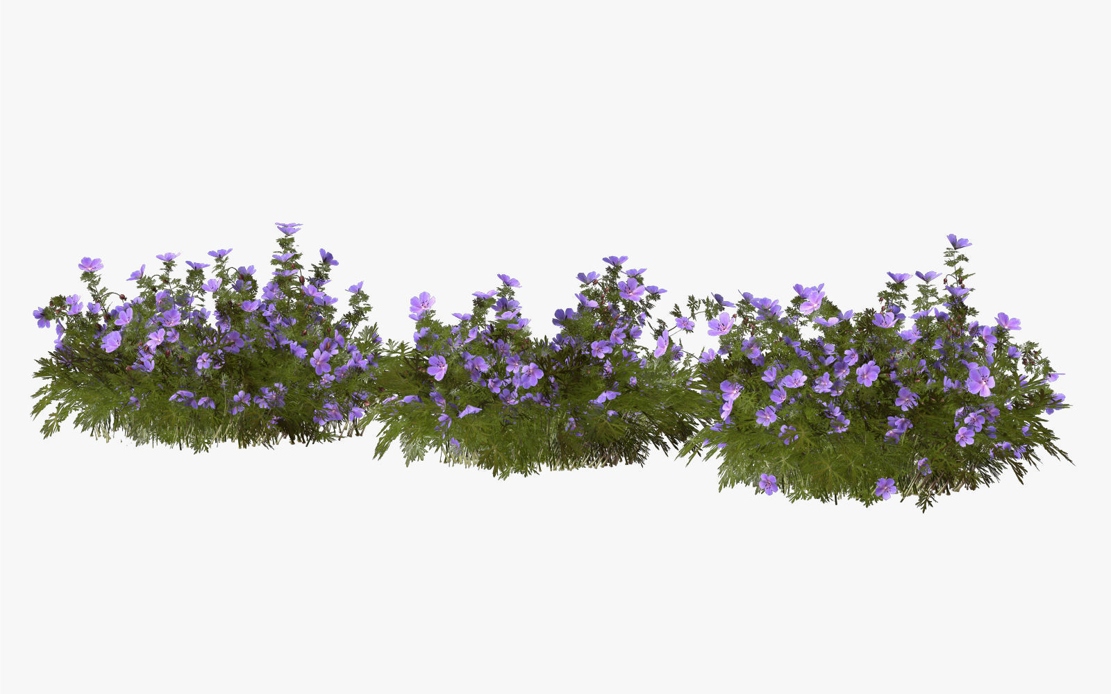 Geranium garden  3D model_1