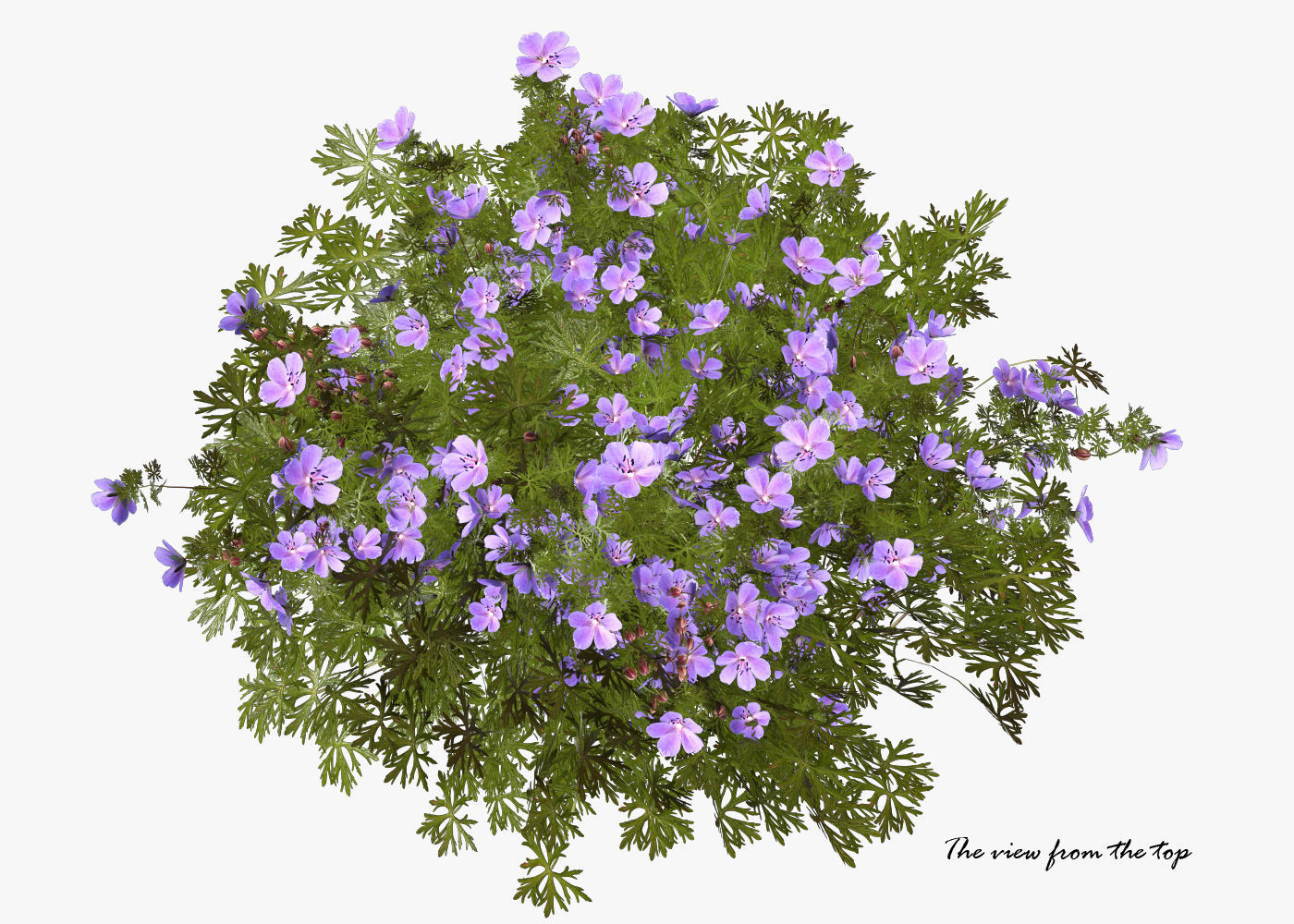 Geranium garden  3D model_9