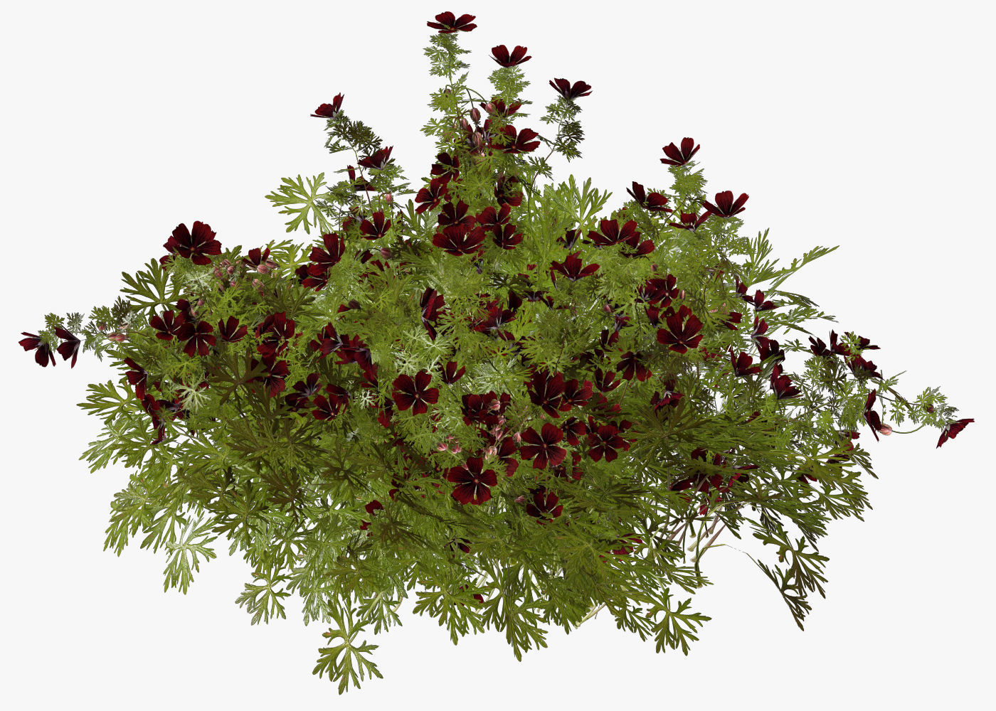 Geranium garden  3D model_7
