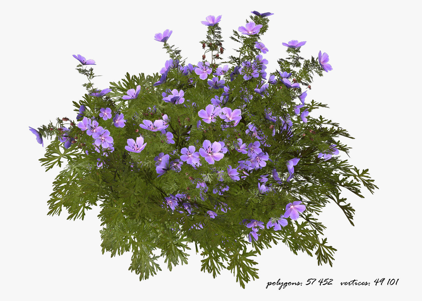 Geranium garden  3D model_10
