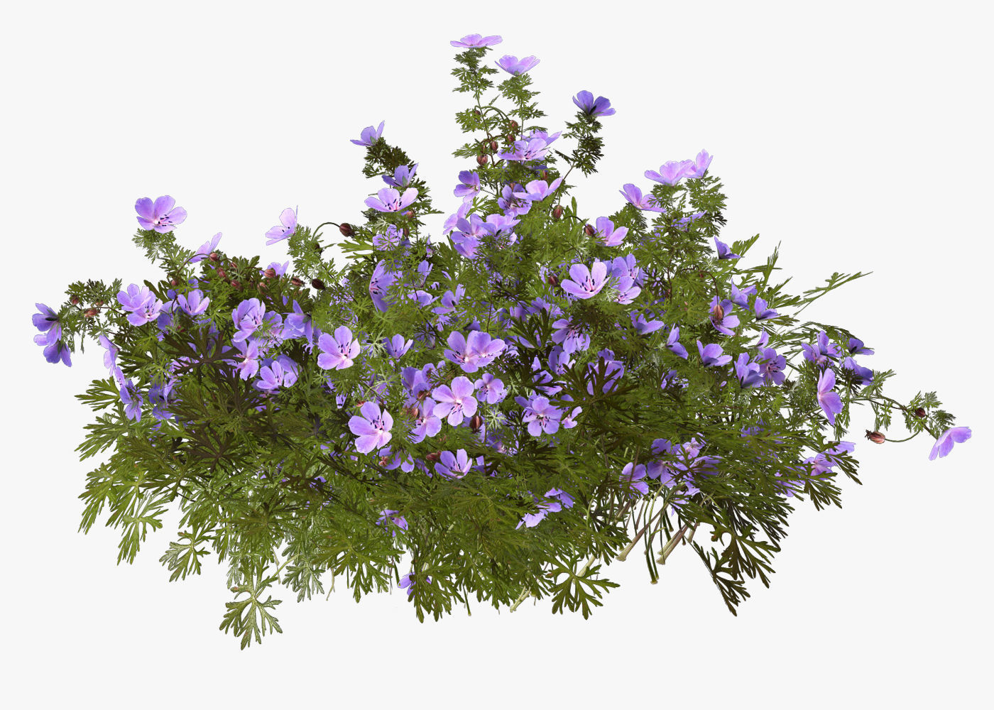 Geranium garden  3D model_3