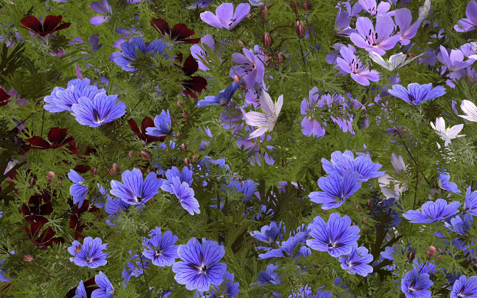 Geranium garden  3D model_16