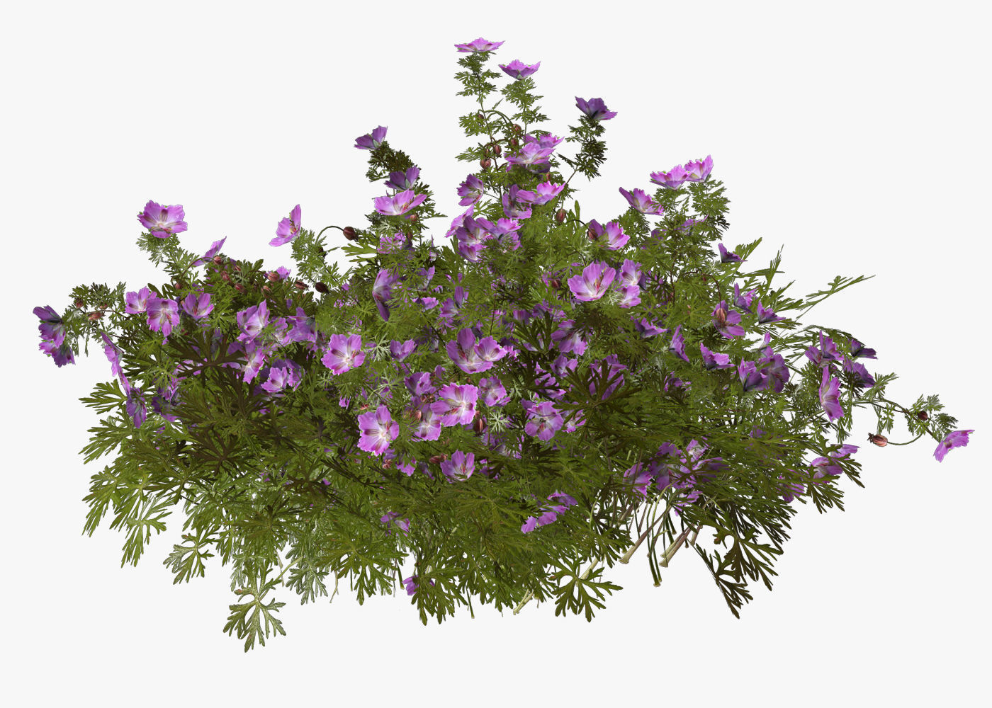 Geranium garden  3D model_4