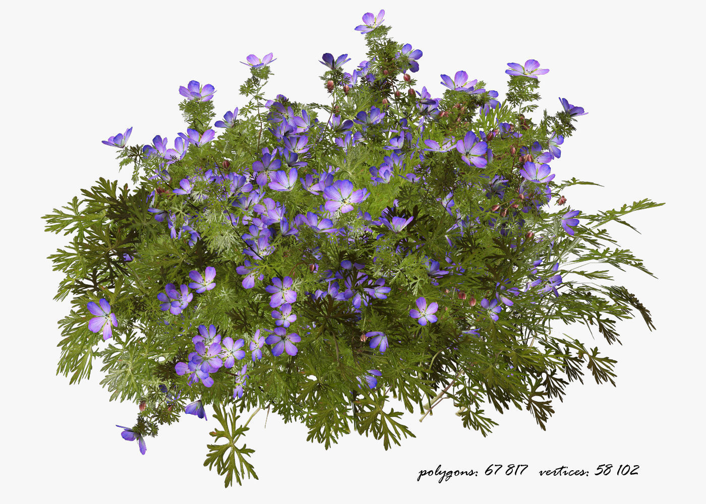 Geranium garden  3D model_2