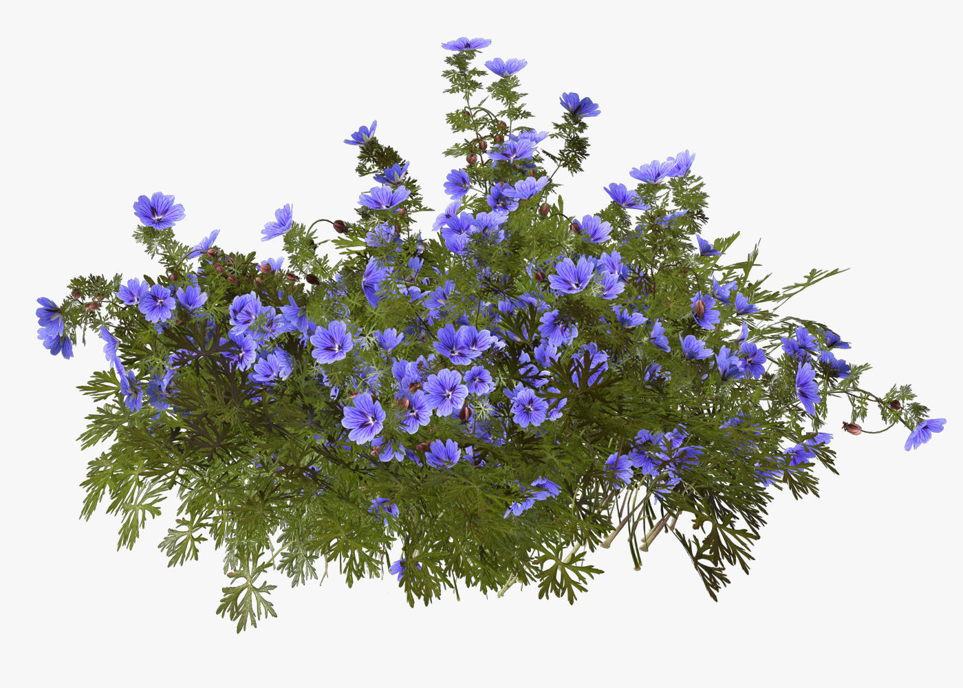 Geranium garden  3D model_5