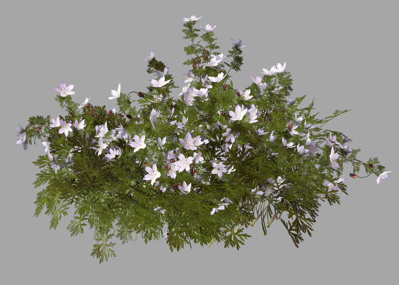 Geranium garden  3D model_6