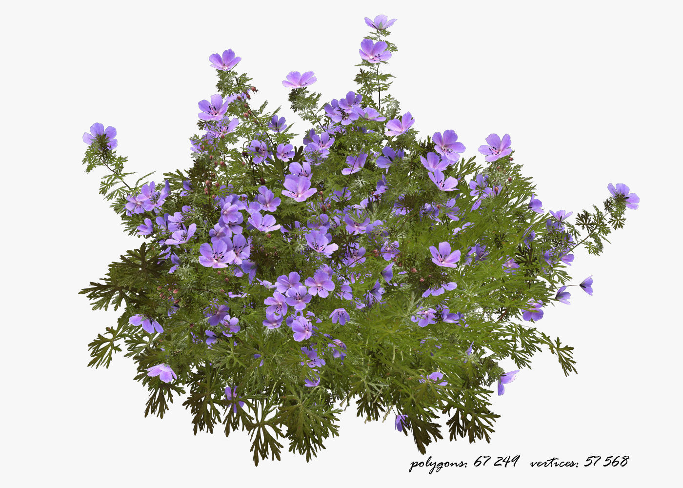 Geranium garden  3D model_11