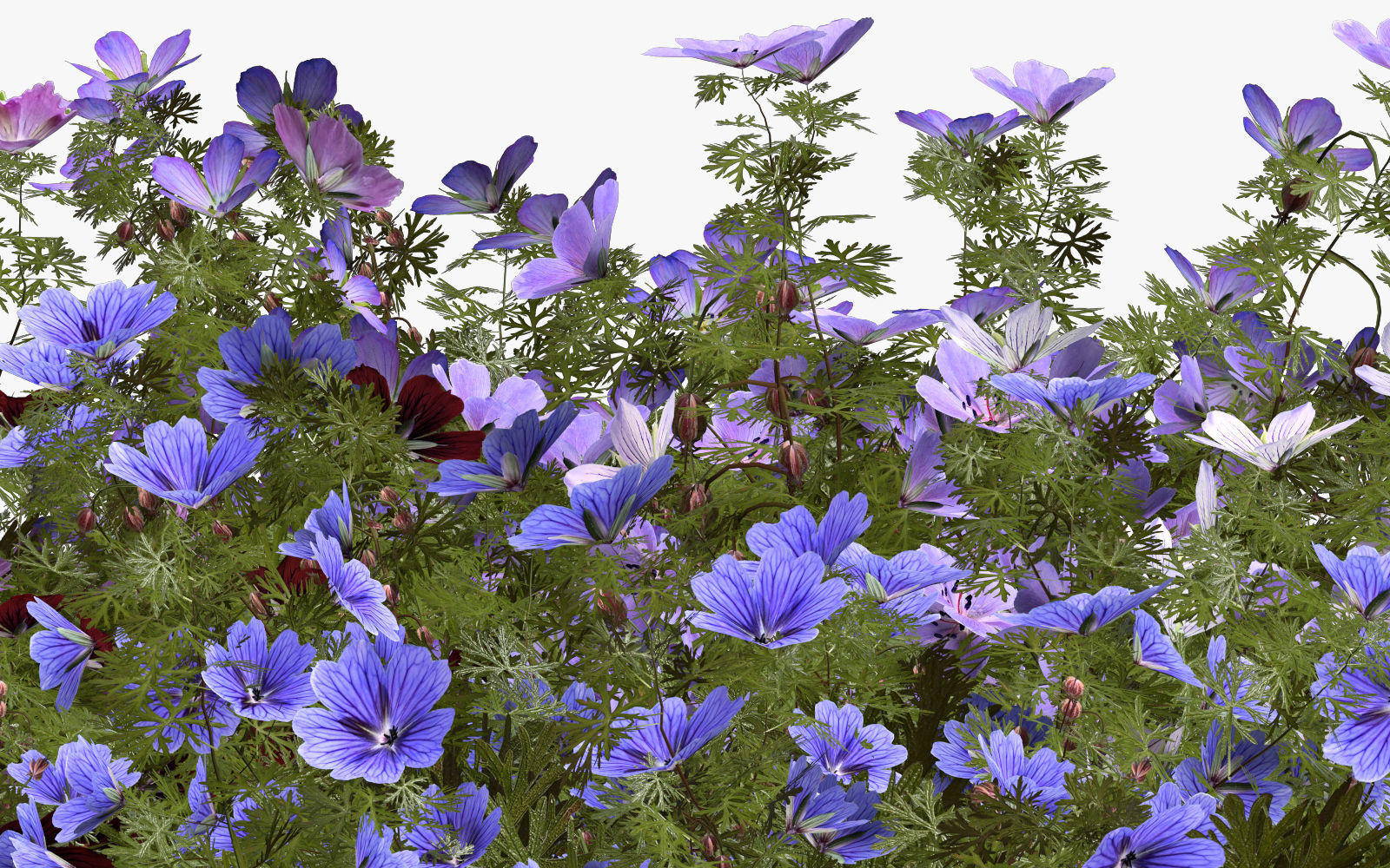 Geranium garden  3D model_17