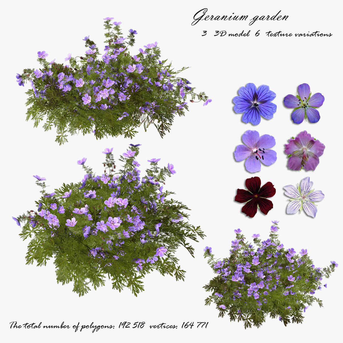 Geranium garden  3D model_0