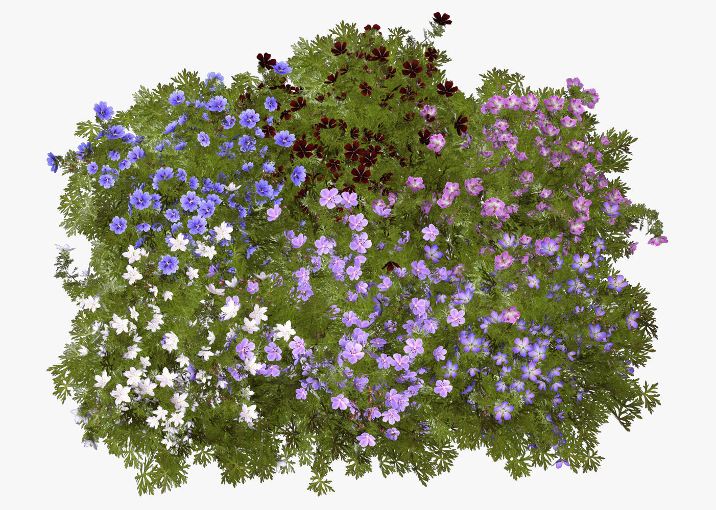 Geranium garden  3D model_13