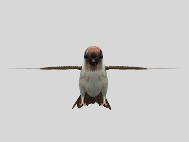 Rig Sparrow Bird  Low-poly 3D model_3