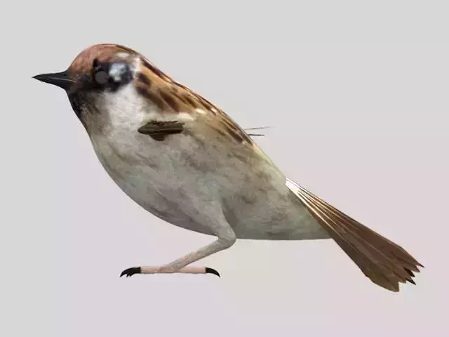 Sparrow Bird Modal Low-poly 3D model