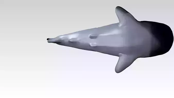 Whaleshark Dust Voronoi