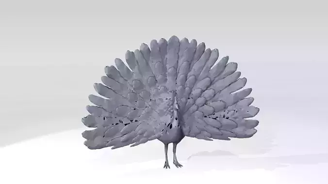 Peafowl Voronoi