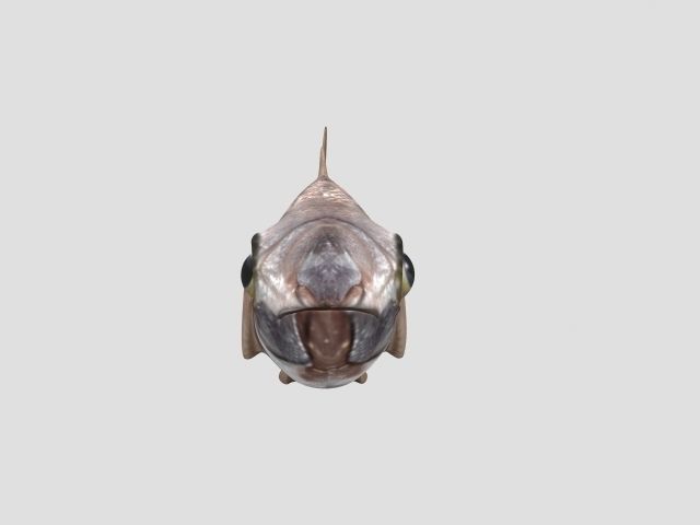 Rig Fish02 Low-poly 3D model_2