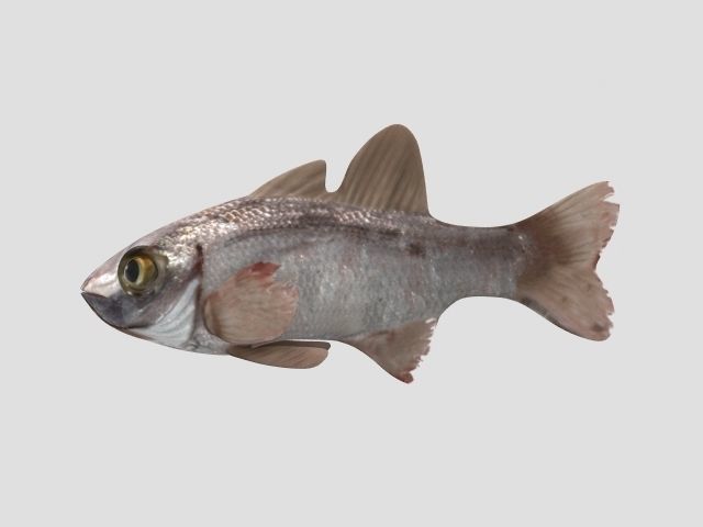 Rig Fish02 Low-poly 3D model_1