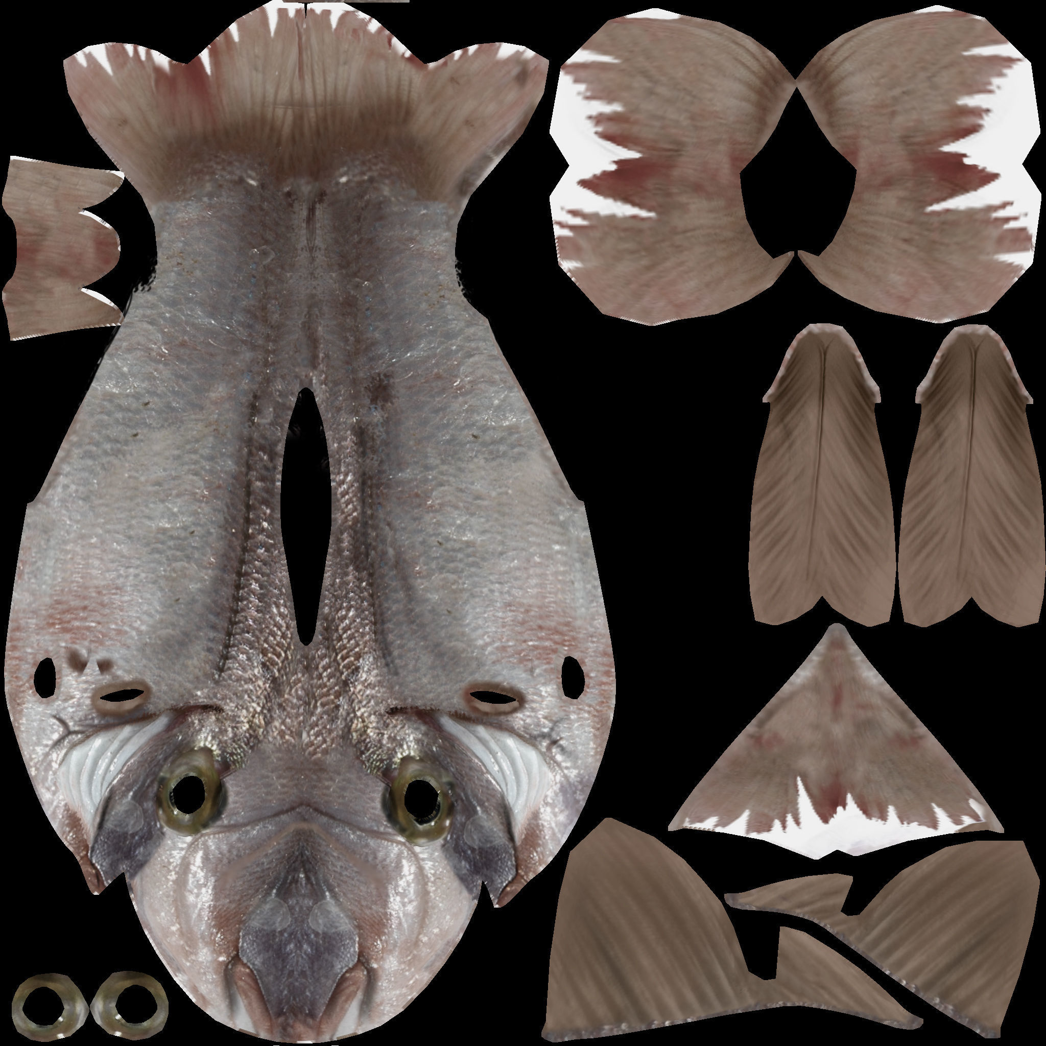 Rig Fish02 Low-poly 3D model_4