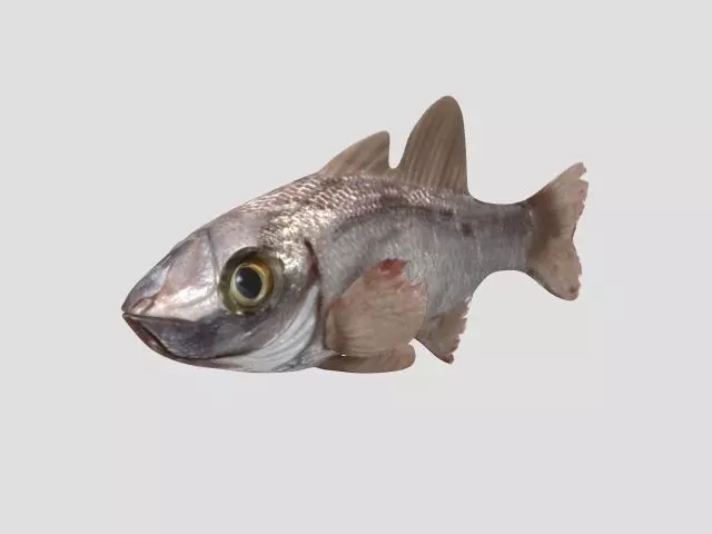 Rig Fish02 Low-poly 3D model_0