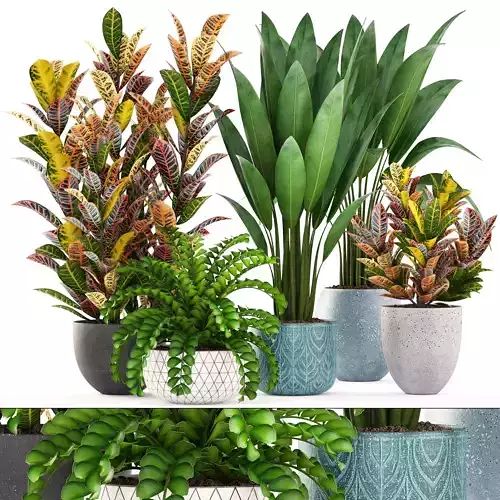 Collection plants four 3D model